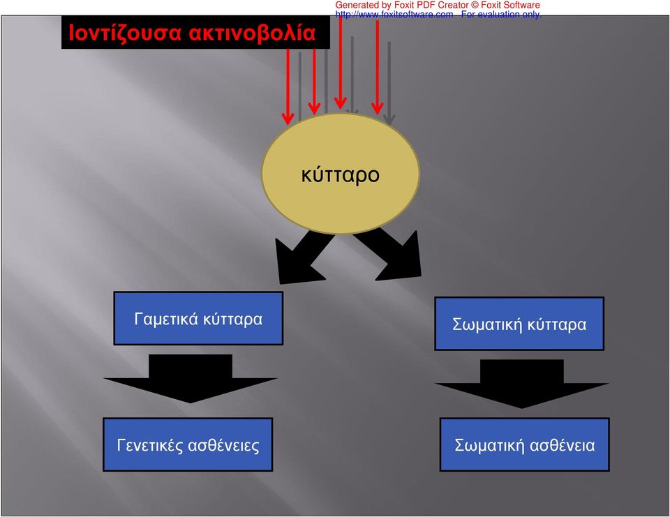 κύτταρο Γαμετικά κύτταρα Σωματική