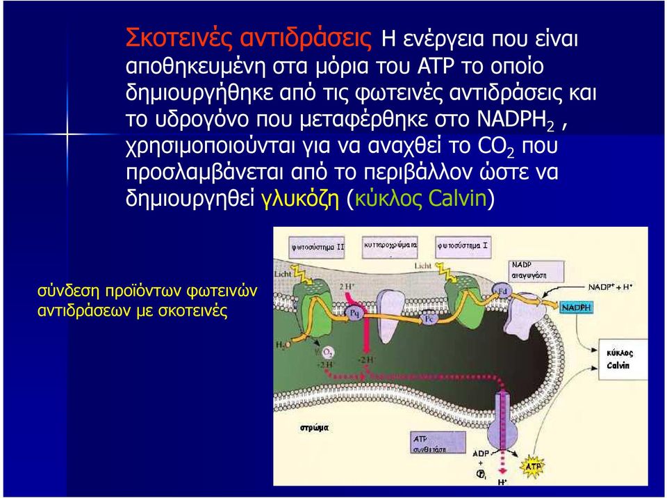 2, χρησιµοποιούνται για να αναχθεί το CO 2 που προσλαµβάνεται από το περιβάλλον ώστε