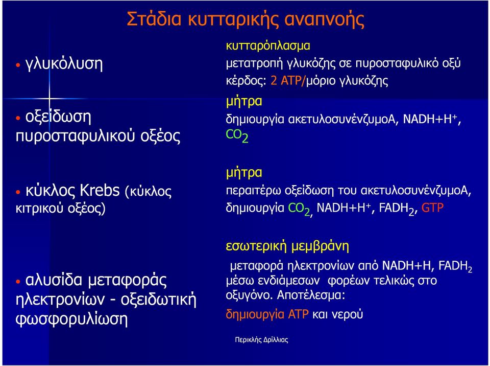 δηµιουργία ακετυλοσυνένζυµοα, NADH+H +, CO 2 µήτρα περαιτέρω οξείδωση του ακετυλοσυνένζυµοα, δηµιουργία CO 2, NADH+H +, FADH 2,