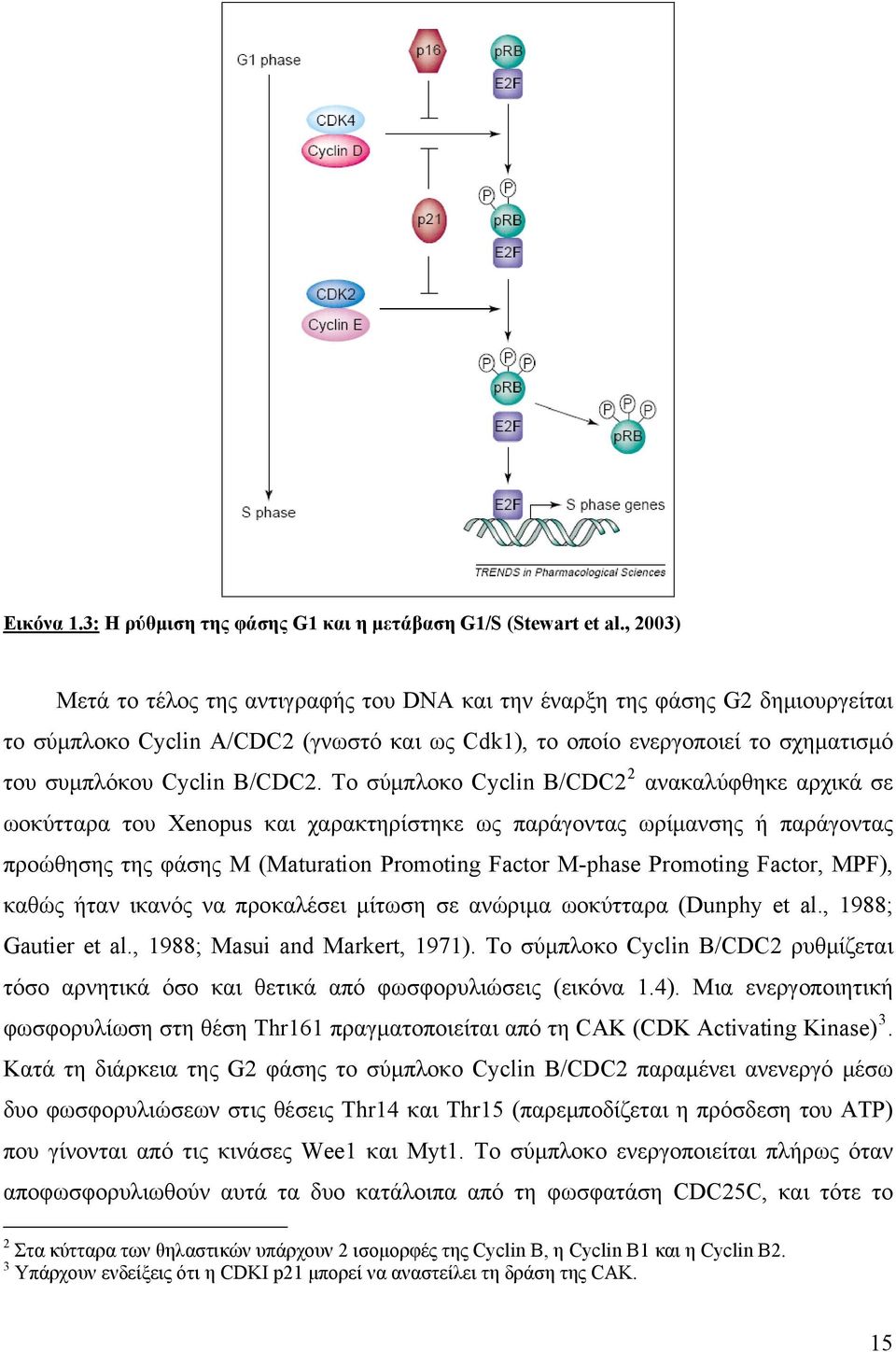 Το σύμπλοκο Cyclin Β/CDC2 2 ανακαλύφθηκε αρχικά σε ωοκύτταρα του Xenopus και χαρακτηρίστηκε ως παράγοντας ωρίμανσης ή παράγοντας προώθησης της φάσης Μ (Maturation Promoting Factor M-phase Promoting