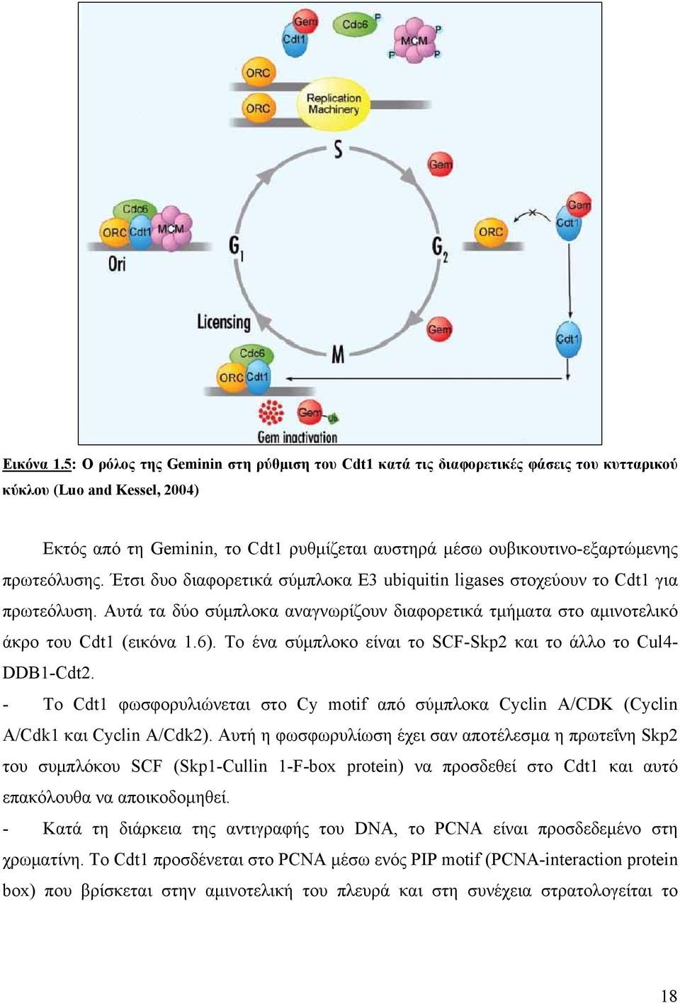 πρωτεόλυσης. Έτσι δυο διαφορετικά σύμπλοκα E3 ubiquitin ligases στοχεύουν το Cdt1 για πρωτεόλυση. Αυτά τα δύο σύμπλοκα αναγνωρίζουν διαφορετικά τμήματα στο αμινοτελικό άκρο του Cdt1 (εικόνα 1.6).