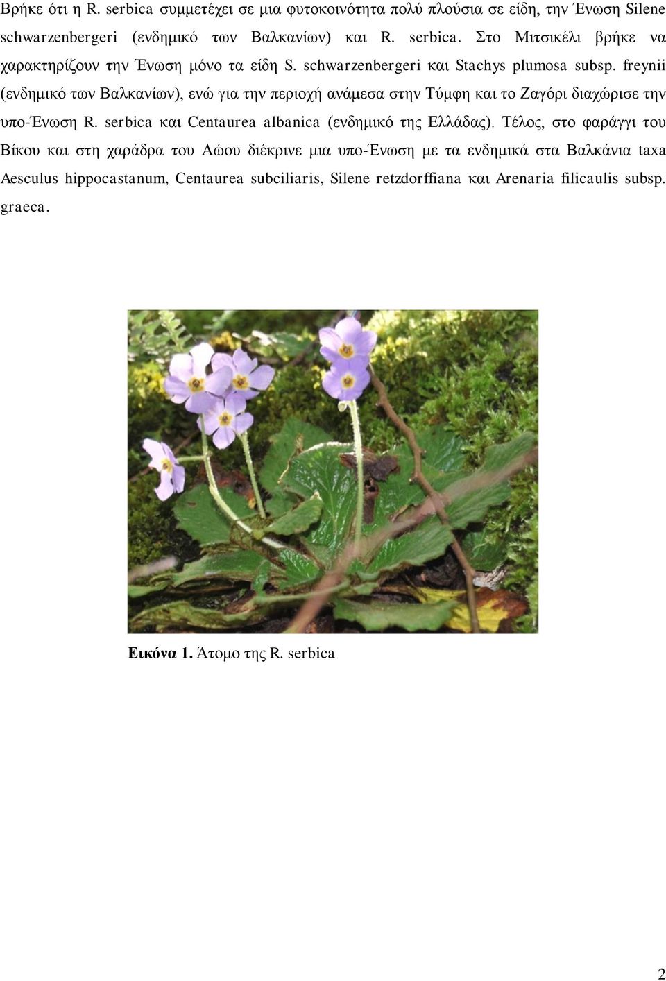 serbica και Centaurea albanica (ενδημικό της Ελλάδας).