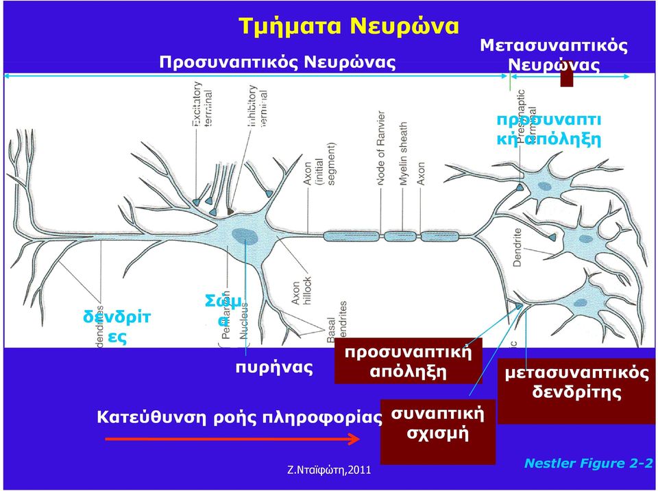 axon δενδρίτ ες Σώμ α πυρήνας Κατεύθυνση ροής πληροφορίας