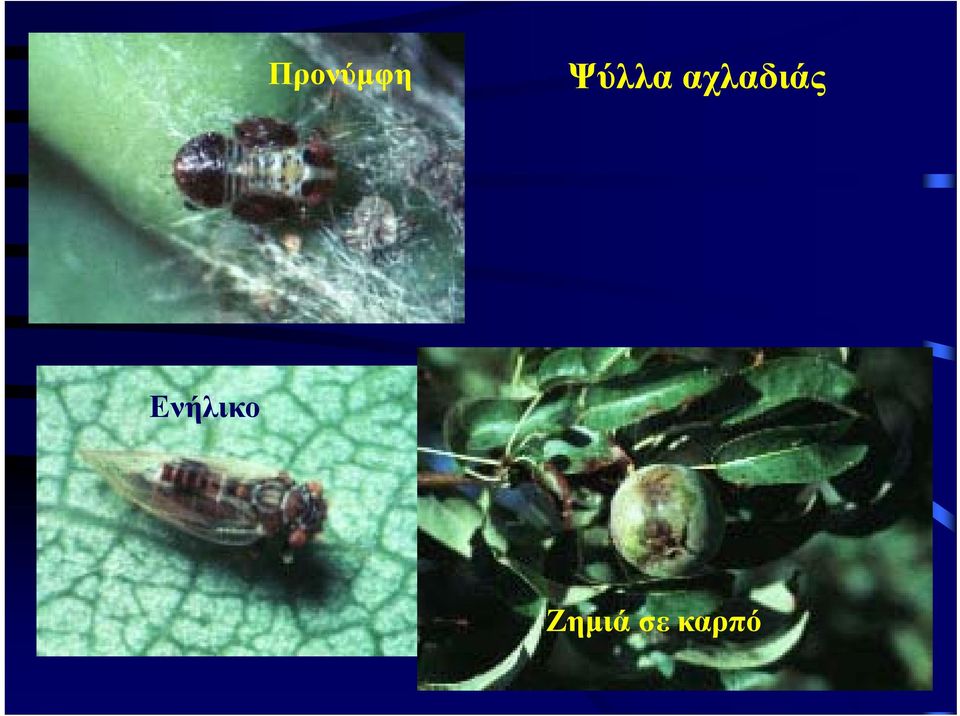 αχλαδιάς