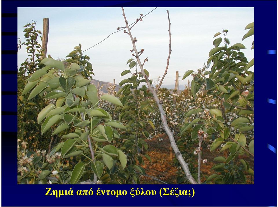 ξύλου