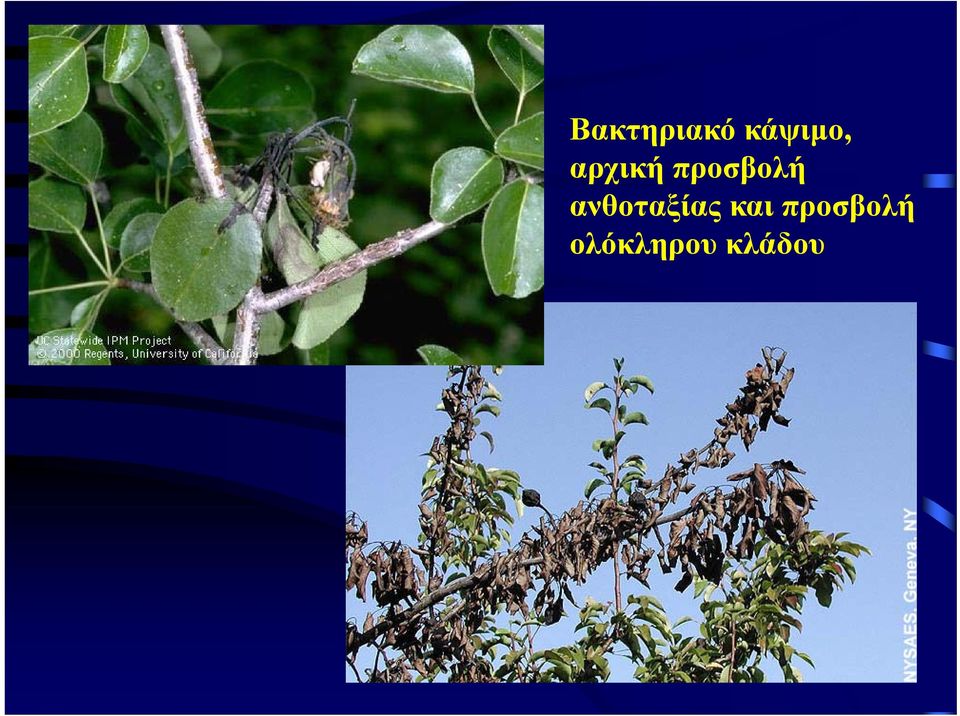 ανθοταξίας και