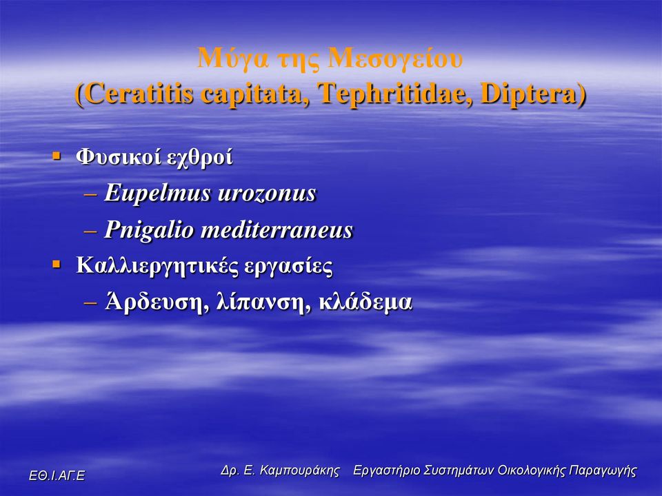 Eupelmus urozonus Pnigalio mediterraneus