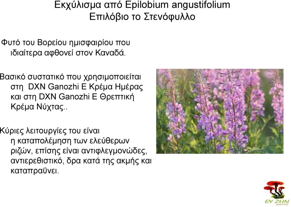 Βαζζηό ζοζηαηζηό πμο πνδζζιμπμζείηαζ ζηδ DXN Ganozhi E Κνέια Ηιέναξ ηαζ ζηδ DXN Ganozhi Δ