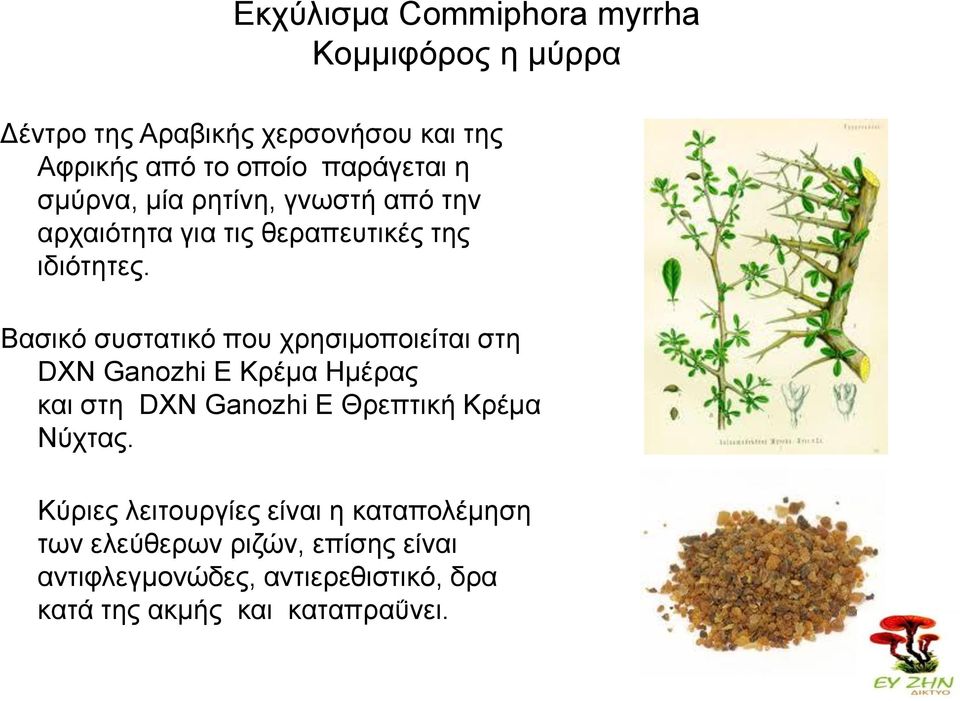 Βαζζηό ζοζηαηζηό πμο πνδζζιμπμζείηαζ ζηδ DXN Ganozhi E Κνέια Ηιέναξ ηαζ ζηδ DXN Ganozhi Δ Θνεπηζηή Κνέια Νύπηαξ.