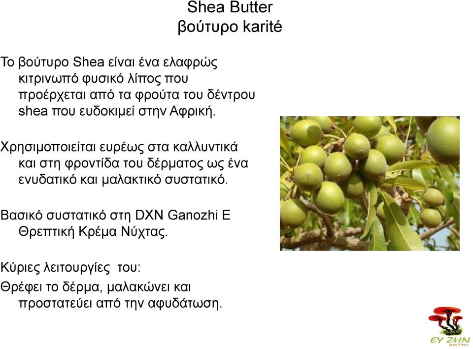 Χνδζζιμπμζείηαζ εονέςξ ζηα ηαθθοκηζηά ηαζ ζηδ θνμκηίδα ημο δένιαημξ ςξ έκα εκοδαηζηό ηαζ ιαθαηηζηό