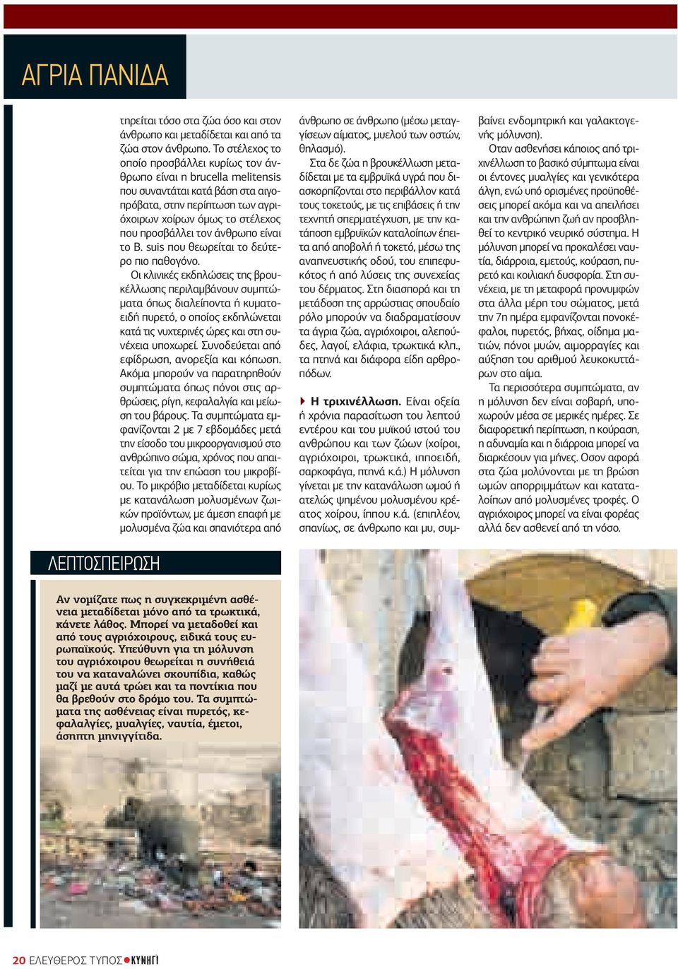 άνθρωπο είναι το B. suis που θεωρείται το δεύτερο πιο παθογόνο.