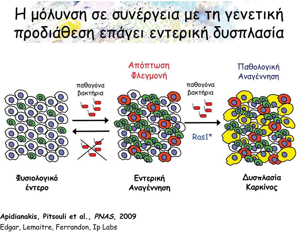 Παθολογική Αναγέννηση Ras1* Φυσιολογικό έντερο Εντερική Αναγέννηση