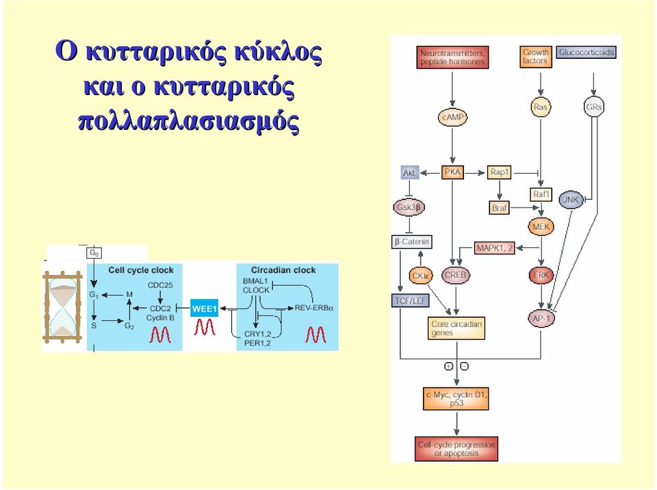 κυτταρικός