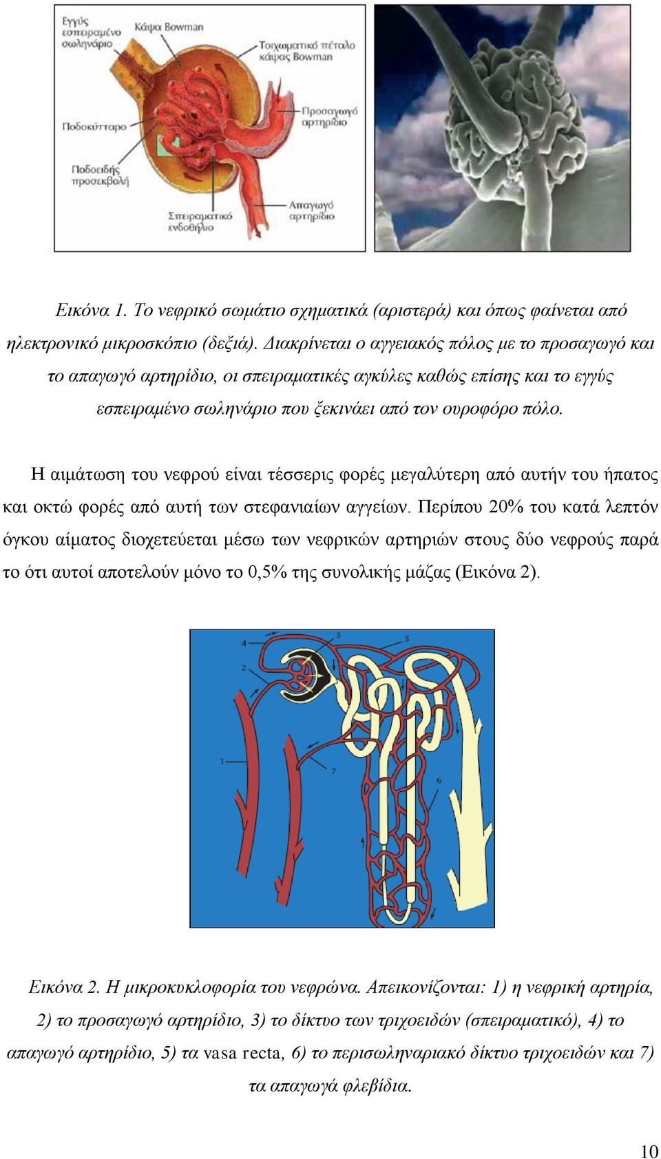 Ζ αζιάηςζδ ημο κεθνμφ είκαζ ηέζζενζξ θμνέξ ιεβαθφηενδ απυ αοηήκ ημο ήπαημξ ηαζ μηηχ θμνέξ απυ αοηή ηςκ ζηεθακζαίςκ αββείςκ.