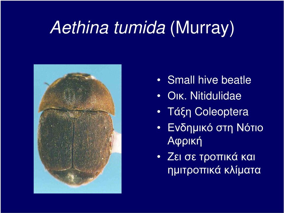 Nitidulidae Τάξη Coleoptera