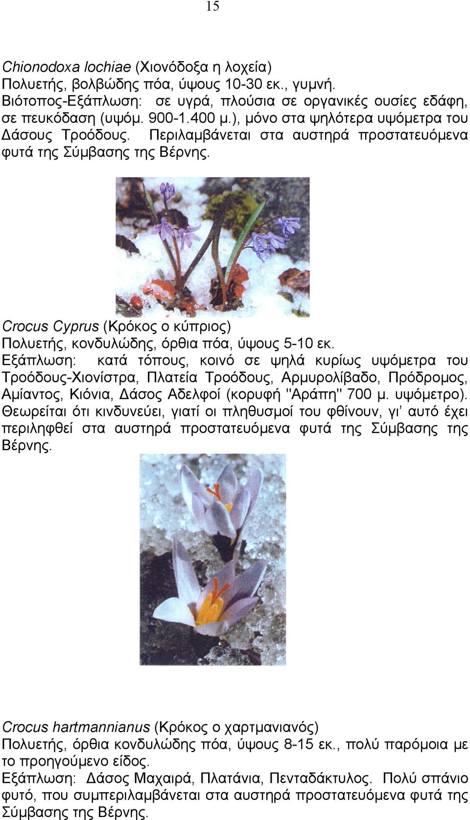 Crocus Cyprus (Κρόκος ο κύπριος) Πολυετής, κονδυλώδης, όρθια πόα, ύψους 5-10 εκ.