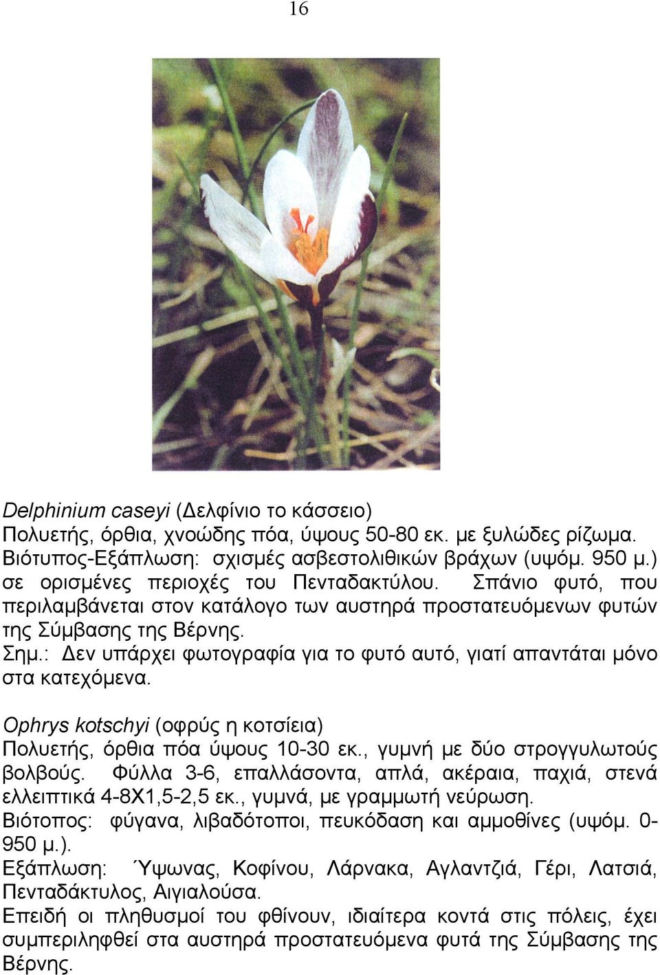 : εν υπάρχει φωτογραφία για το φυτό αυτό, γιατί απαντάται µόνο στα κατεχόµενα. Ophrys kotschyi (οφρύς η κοτσίεια) Πολυετής, όρθια πόα ύψους 10-30 εκ., γυµνή µε δύο στρογγυλωτούς βολβούς.