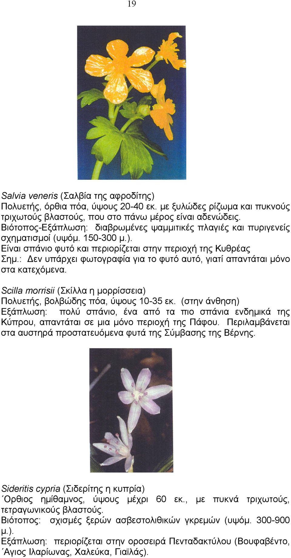 : εν υπάρχει φωτογραφία για το φυτό αυτό, γιατί απαντάται µόνο στα κατεχόµενα. Scilla morrisii (Σκίλλα η µορρίσσεια) Πολυετής, βολβώδης πόα, ύψους 10-35 εκ.