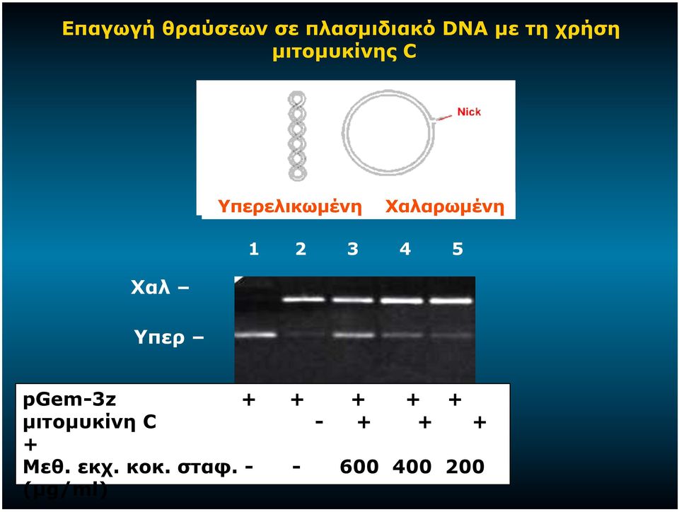 5 Χαλ Υπερ pgem-3z + + + + + µιτοµυκίνη C - + +