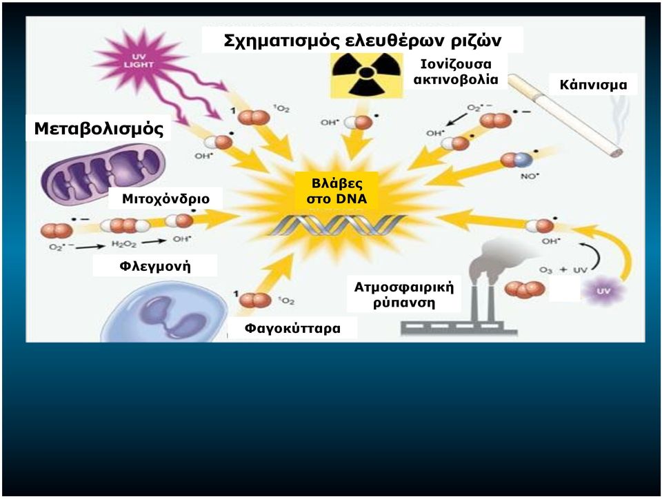Μεταβολισµός Μιτοχόνδριο Βλάβες