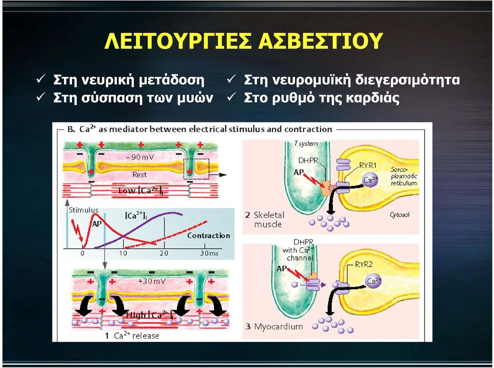 των μυών Στη νευρομυϊκή