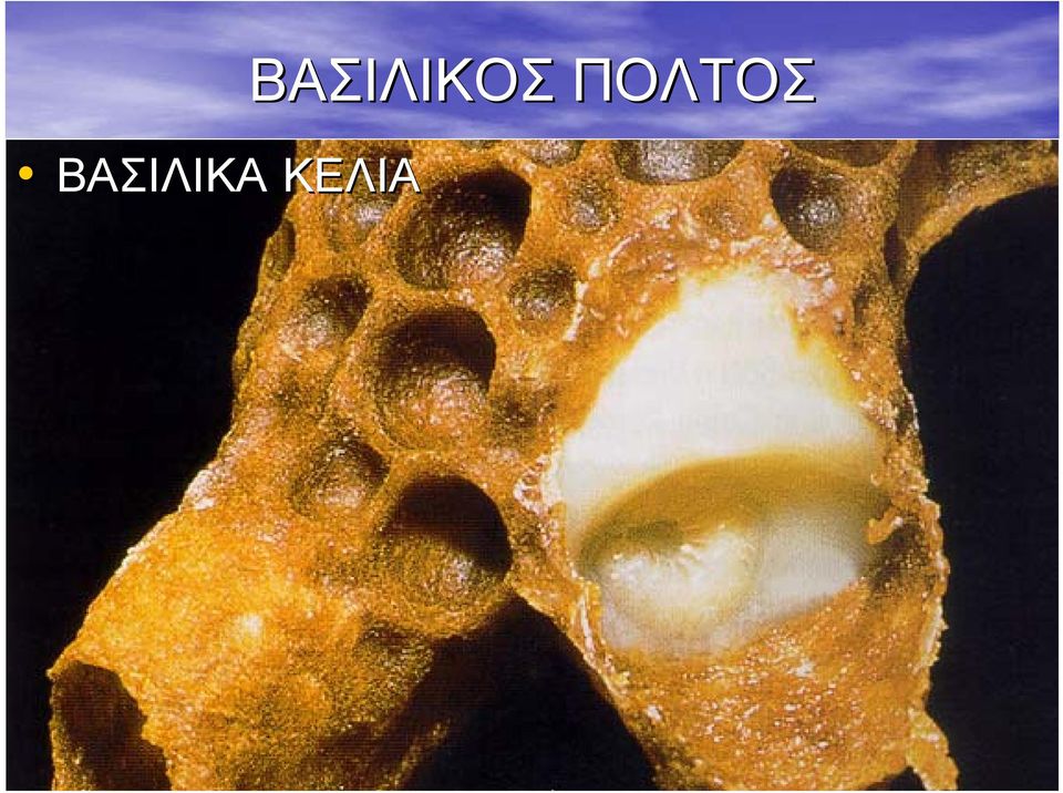 ΒΑΣΙΛΙΚΟΣ