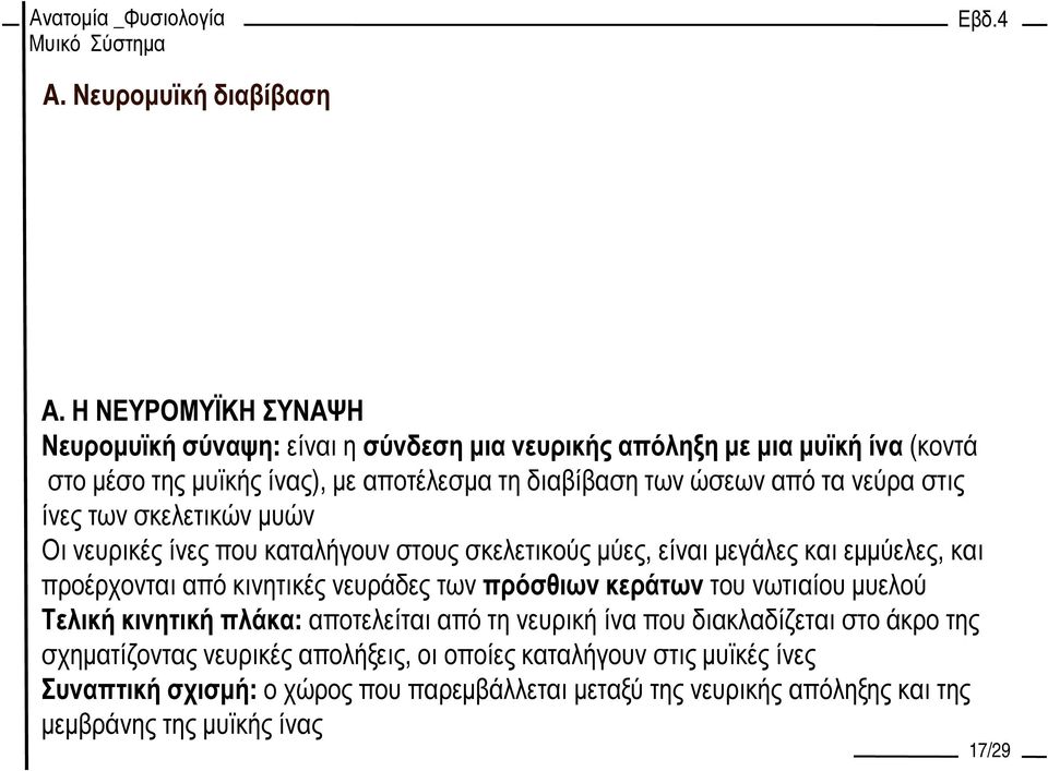 από τα νεύρα στις ίνες των σκελετικών µυών Οι νευρικές ίνες που καταλήγουν στους σκελετικούς µύες, είναι µεγάλες και εµµύελες, και προέρχονται από κινητικές νευράδες