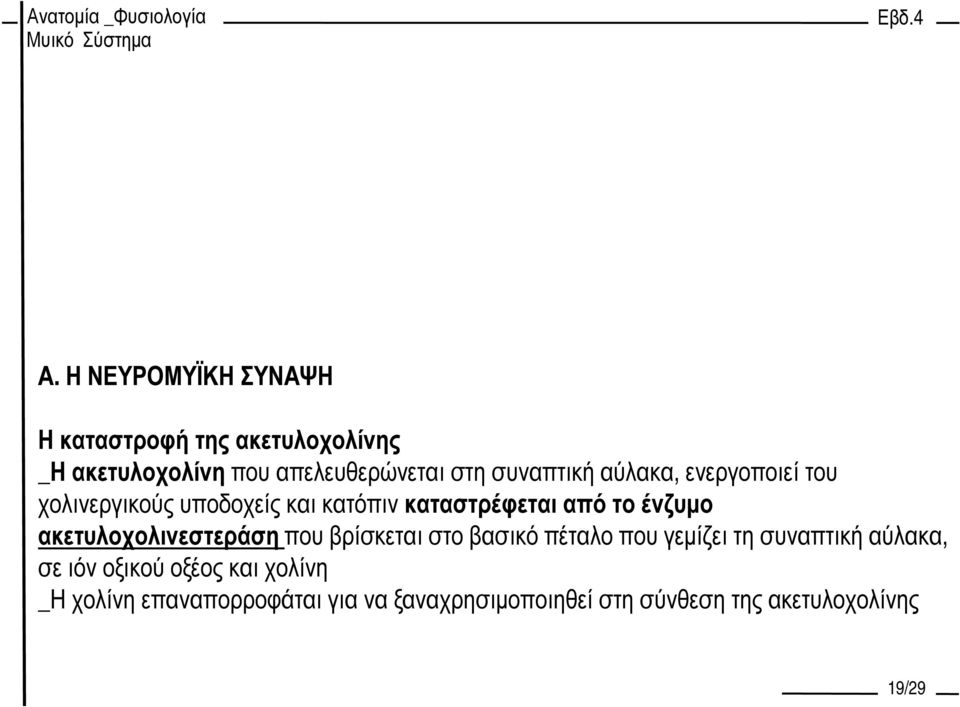 ακετυλοχολινεστεράση που βρίσκεται στο βασικό πέταλο που γεµίζει τη συναπτική αύλακα, σε ιόν οξικού