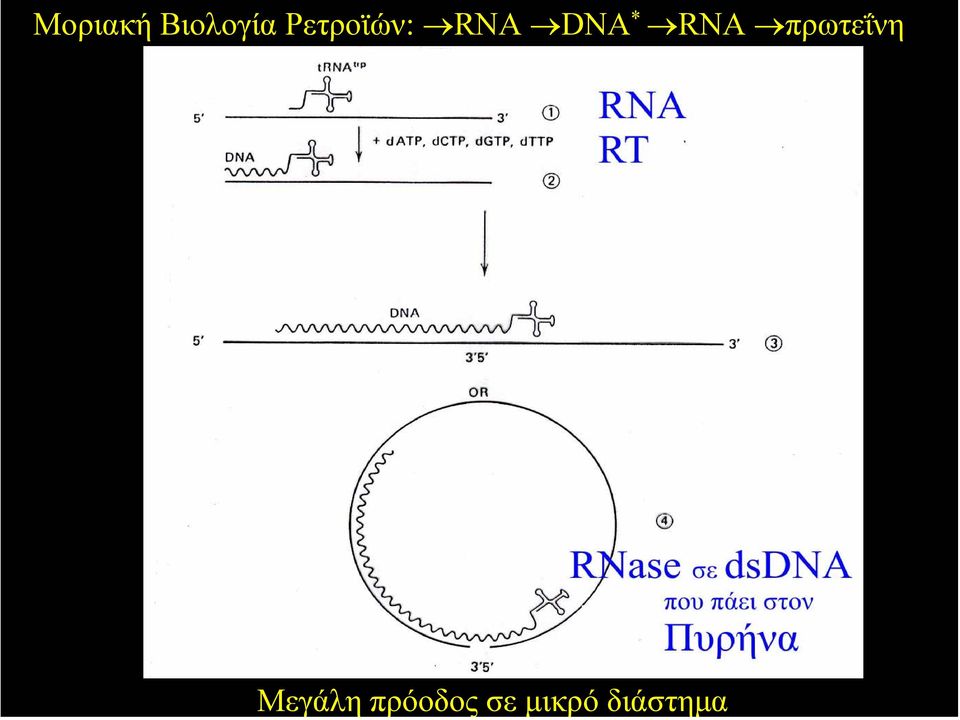 RNA πρωτεΐνη Μεγάλη