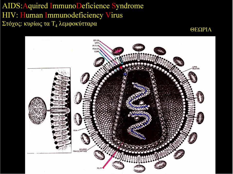 HIV: Human Immunodeficiency