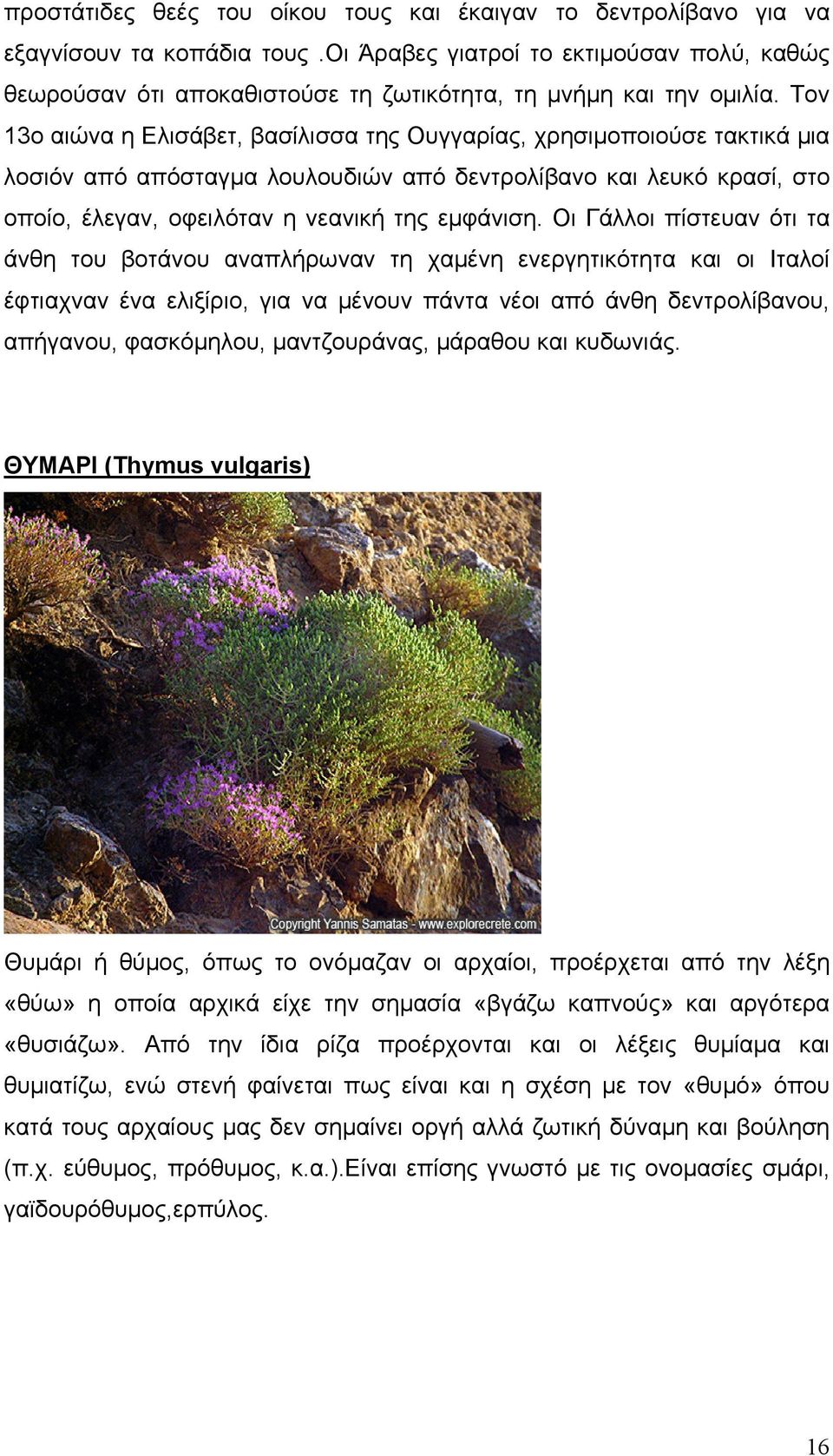 Τον 13ο αιώνα η Ελισάβετ, βασίλισσα της Ουγγαρίας, χρησιµοποιούσε τακτικά µια λοσιόν από απόσταγµα λουλουδιών από δεντρολίβανο και λευκό κρασί, στο οποίο, έλεγαν, οφειλόταν η νεανική της εµφάνιση.