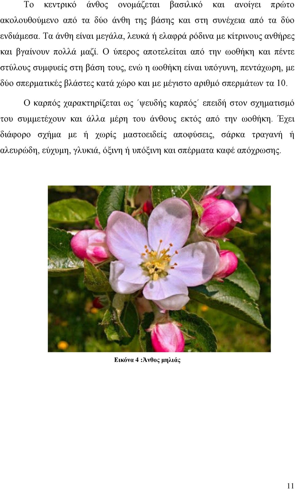 Ο ύπερος αποτελείται από την ωοθήκη και πέντε στύλους συμφυείς στη βάση τους, ενώ η ωοθήκη είναι υπόγυνη, πεντάχωρη, με δύο σπερματικές βλάστες κατά χώρο και με μέγιστο αριθμό