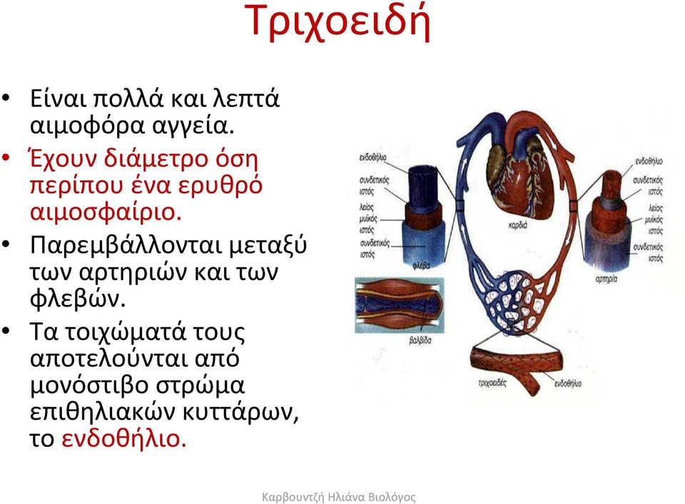 Παρεμβάλλονται μεταξύ των αρτηριών και των φλεβών.