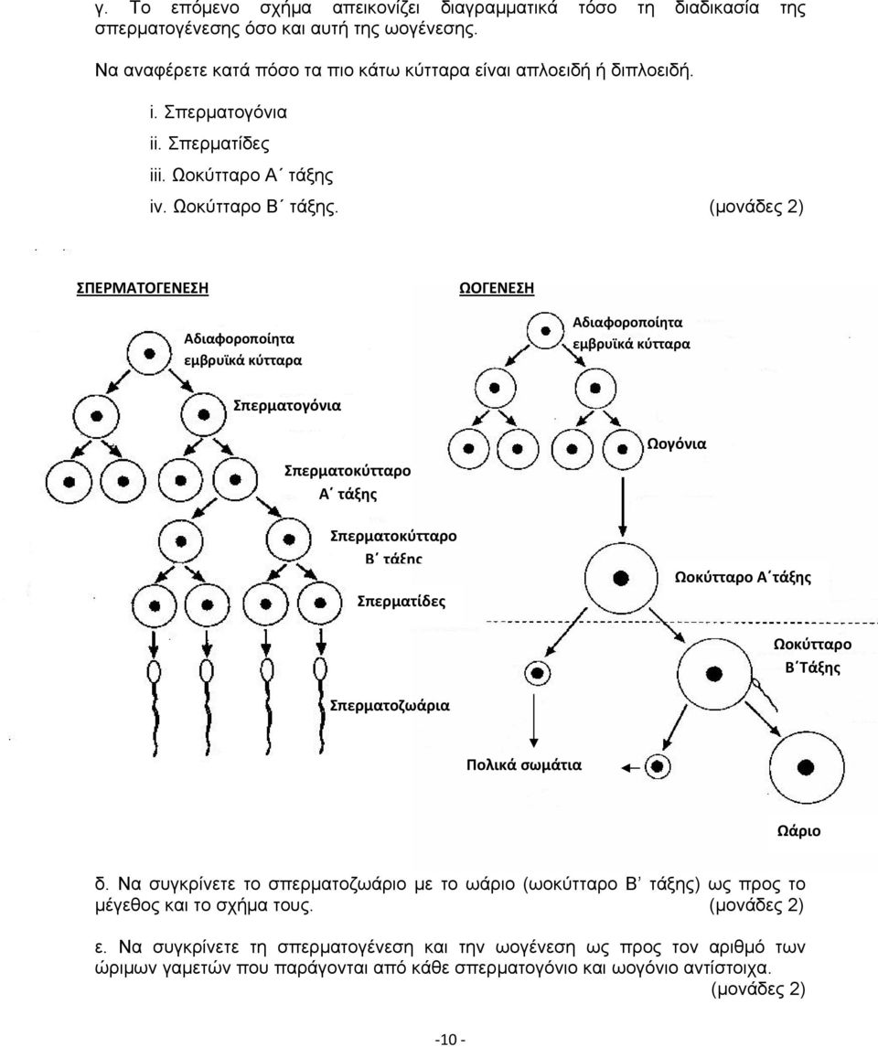 (μονάδες 2) ΣΠΕΡΜΑΤΟΓΕΝΕΣΗ ΩΟΓΕΝΕΣΗ Αδιαφοροποίητα εμβρυϊκά κύτταρα Αδιαφοροποίητα εμβρυϊκά κύτταρα Σπερματογόνια Σπερματοκύτταρο Α τάξης Σπερματοκύτταρο Β τάξης Σπερματίδες Ωογόνια Ωοκύτταρο Α τάξης