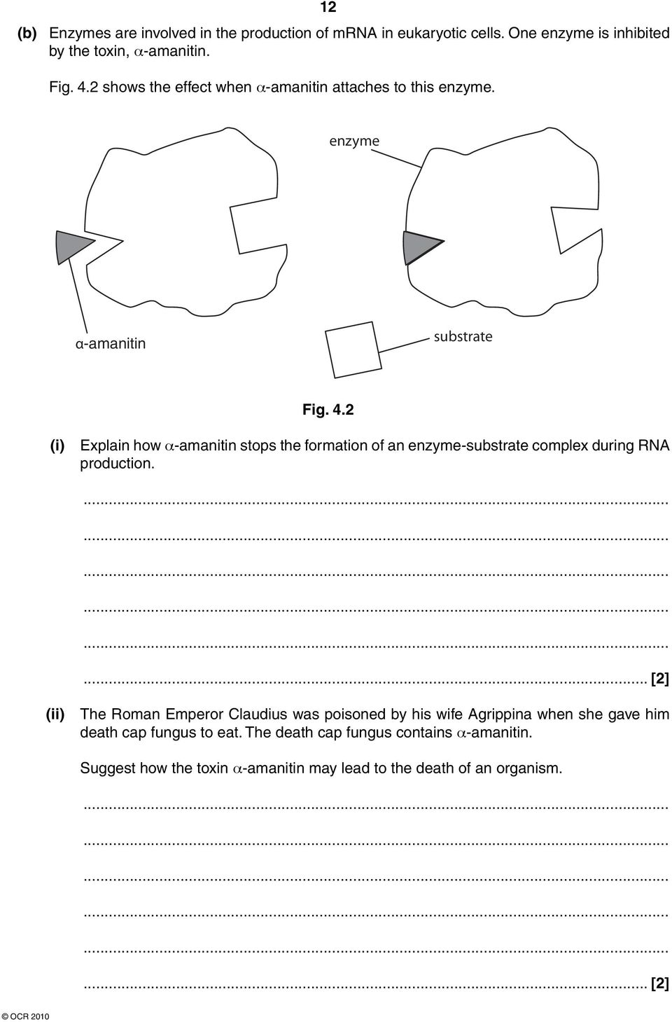2 (i) Explain how α-amanitin stops the formation of an enzyme-substrate complex during RNA production.