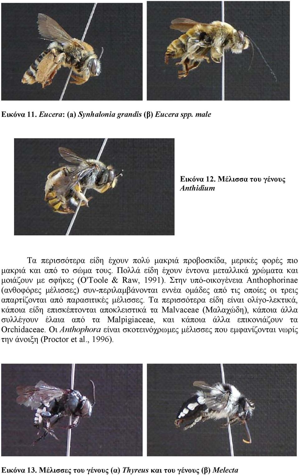 Στην υπό-οικoγένεια Anthophorinae (ανθοφόρες µέλισσες) συν-περιλαµβάνονται εννέα οµάδες από τις οποίες οι τρεις απαρτίζονται από παρασιτικές µέλισσες.