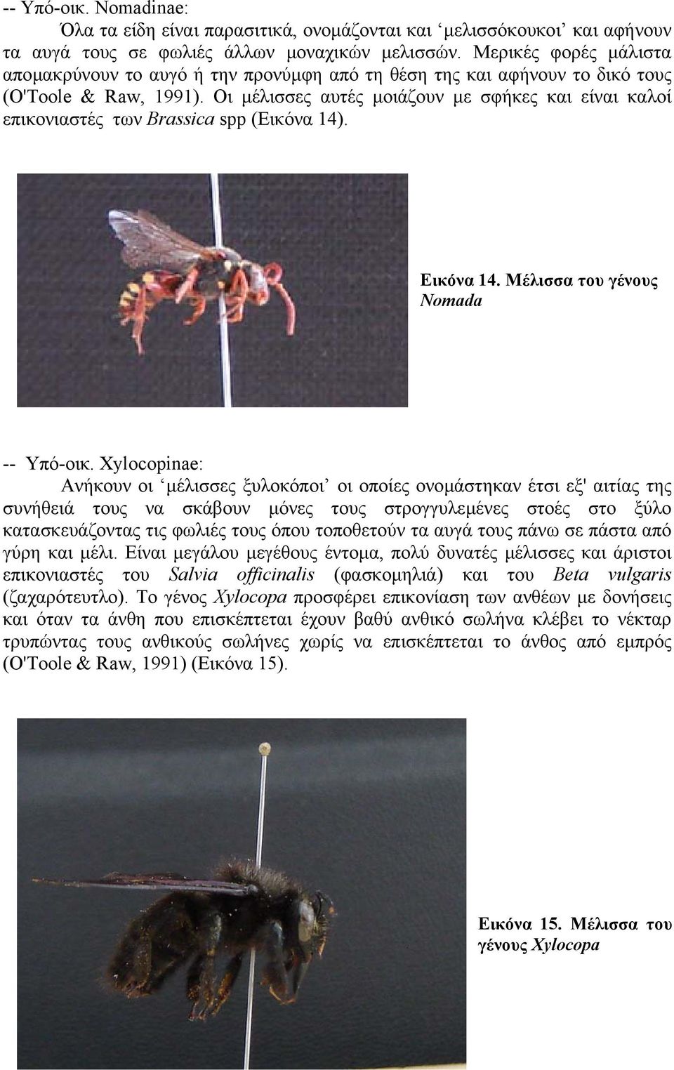 Οι µέλισσες αυτές µοιάζουν µε σφήκες και είναι καλοί επικονιαστές των Brassica spp (Εικόνα 14). Εικόνα 14. Μέλισσα του γένους Nomada -- Υπό-οικ.