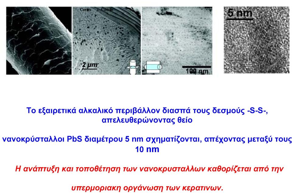 σχηματίζονται, απέχοντας μεταξύ τους 10 nm Η ανάπτυξη και
