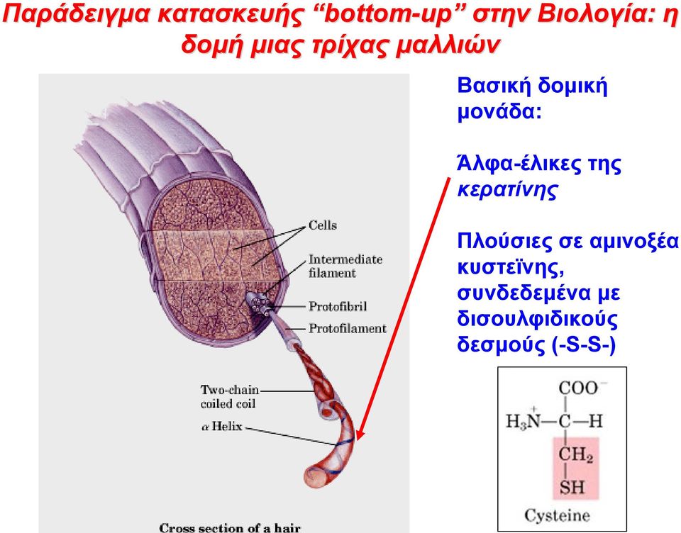 Άλφα-έλικες της κερατίνης Πλούσιες σε αμινοξέα