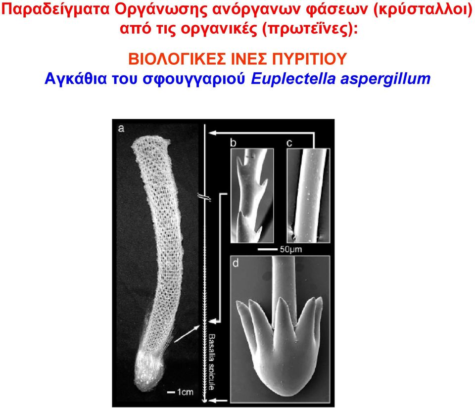 (πρωτεΐνες): ΒΙΟΛΟΓΙΚΕΣ ΙΝΕΣ ΠΥΡΙΤΙΟΥ