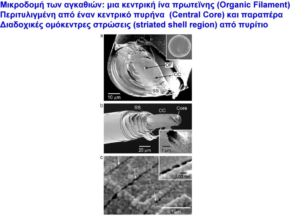 πυρήνα (Central Core) και παραπέρα Διαδοχικές