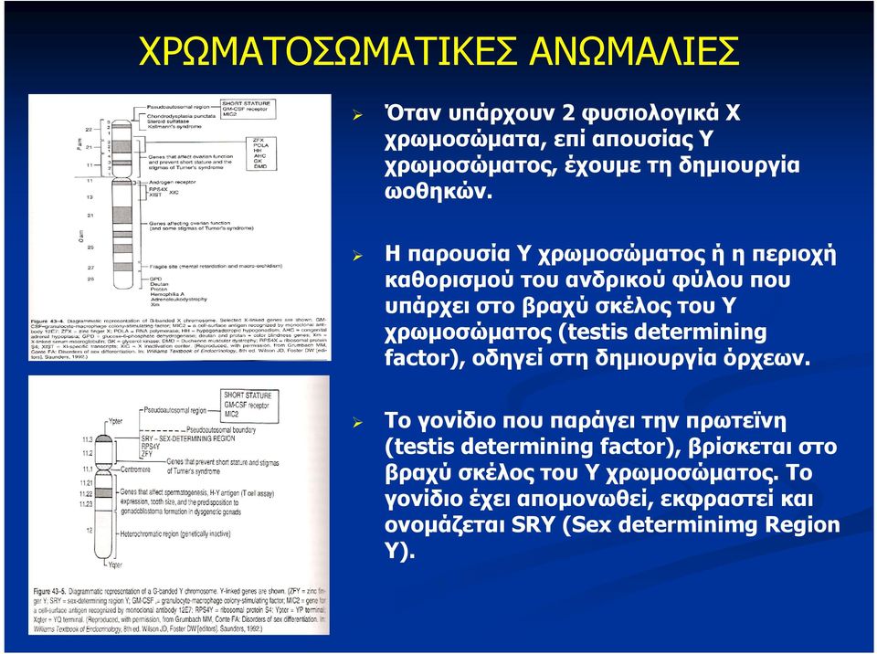 (testis determining factor), οδηγεί στη δημιουργία όρχεων.