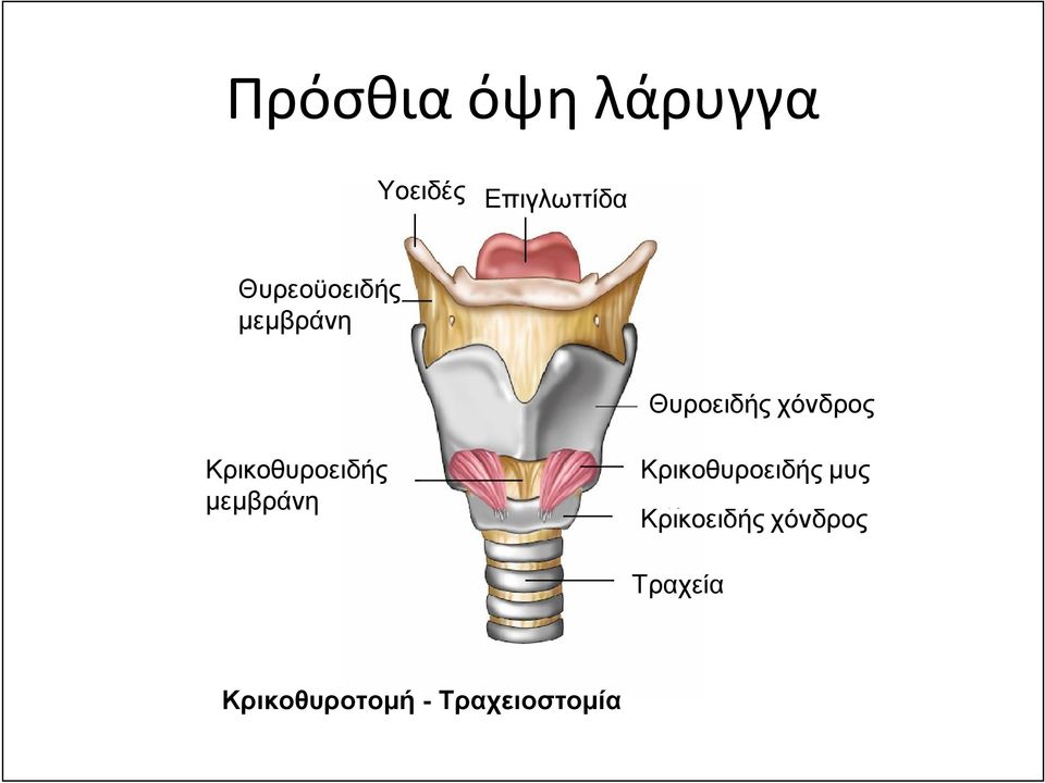 Κρικοθυροειδής µεµβράνη Κρικοθυροειδής µυς