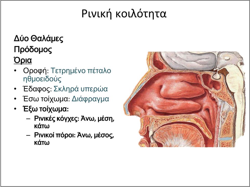 Διάφραγμα Έξω τοίχωμα: Ρινικές κόγχες: Άνω, μέση,