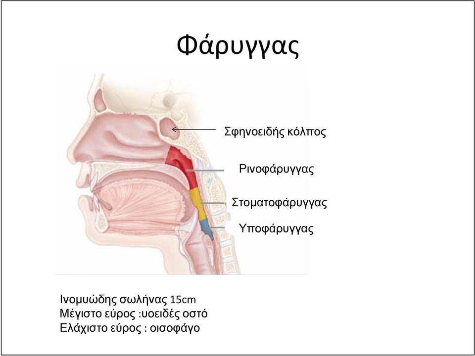 Υποφάρυγγας Ινοµυώδης σωλήνας 15cm