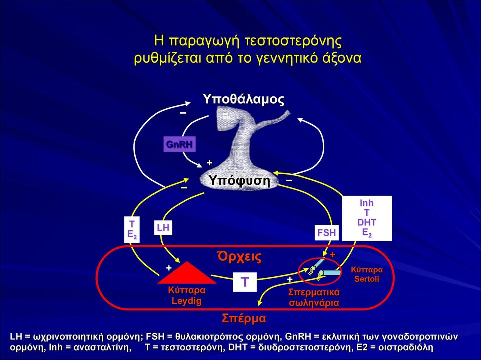 Sertoli LH = ωχρινοποιητική ορµόνη; FSH = θυλακιοτρόπος ορµόνη, GnRH = εκλυτική των