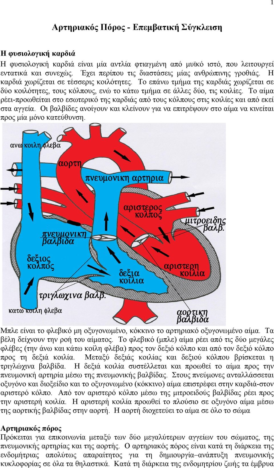 Το επάνω τµήµα της καρδιάς χωρίζεται σε δύο κοιλότητες, τους κόλπους, ενώ το κάτω τµήµα σε άλλες δύο, τις κοιλίες.