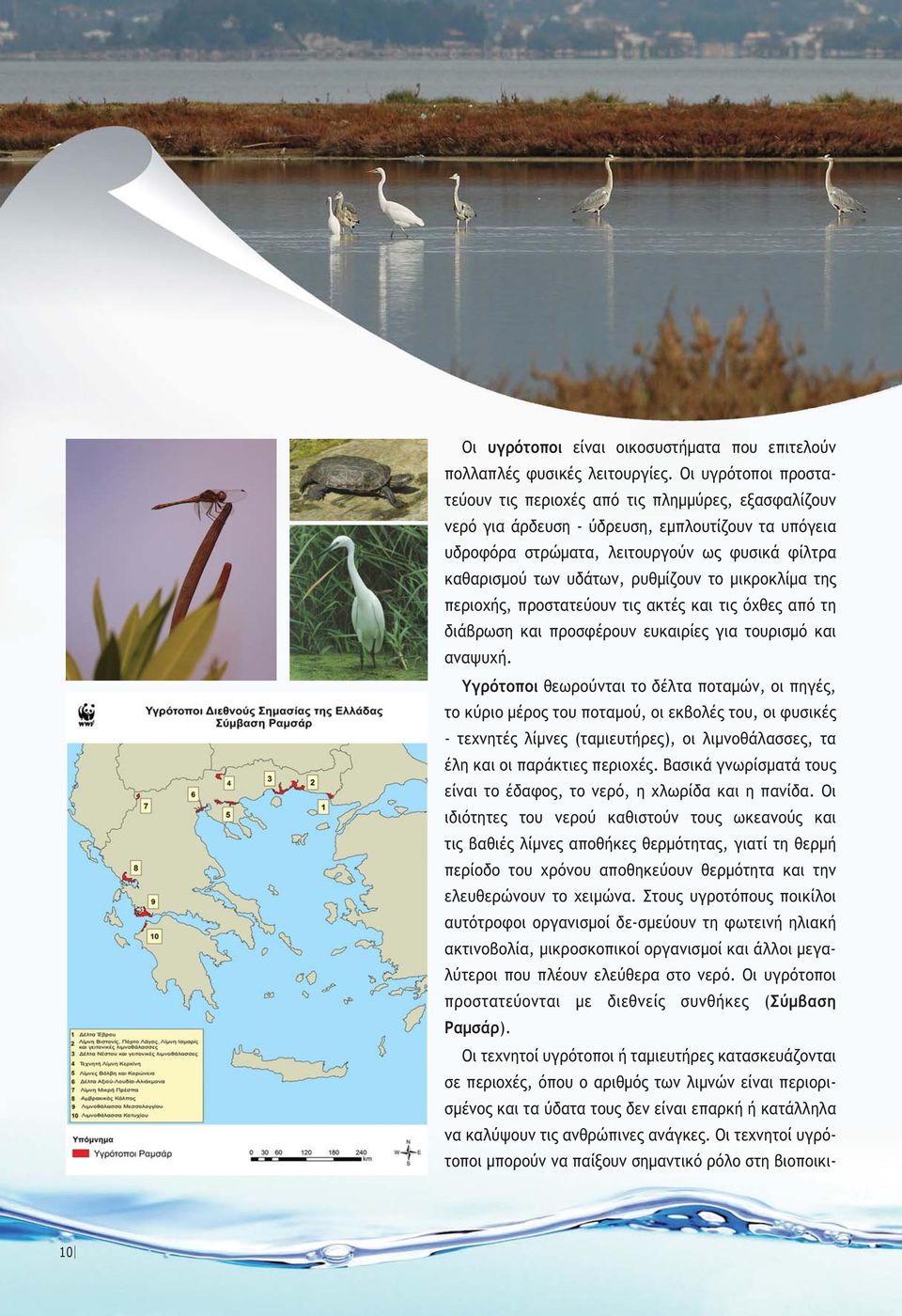 ρυθµίζουν το µικροκλίµα της περιοχής, προστατεύουν τις ακτές και τις όχθες από τη διάβρωση και προσφέρουν ευκαιρίες για τουρισµό και αναψυχή.