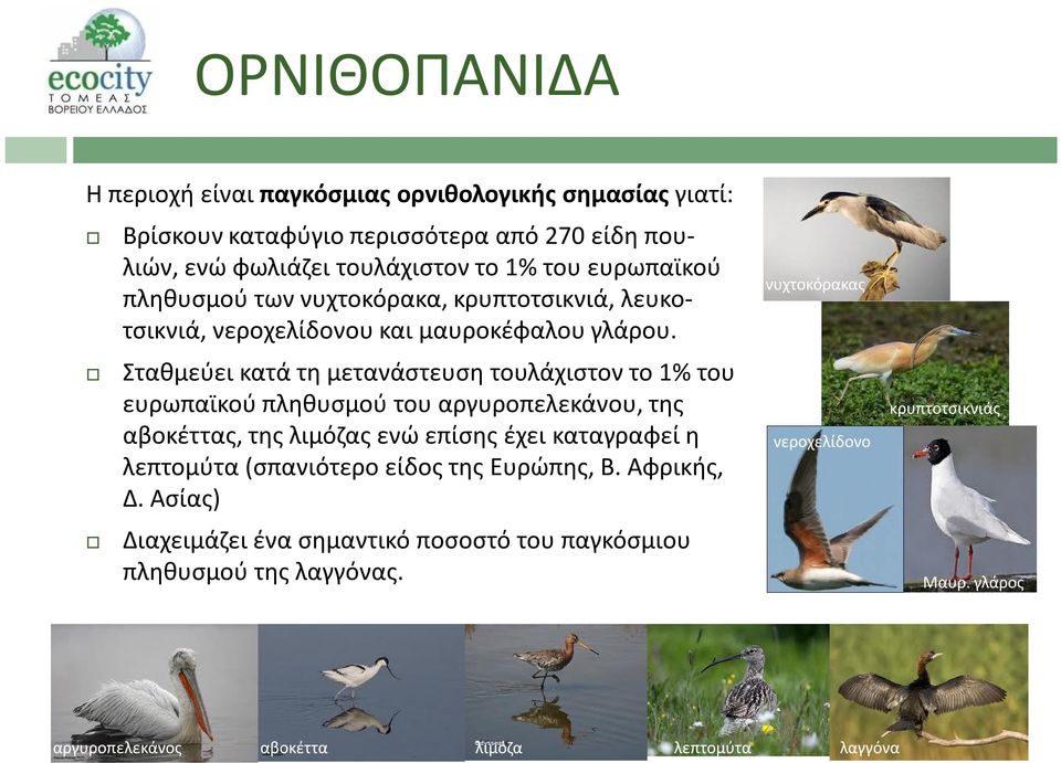 Σταθμεύει κατά τη μετανάστευση τουλάχιστον το 1% του ευρωπαϊκού πληθυσμού του αργυροπελεκάνου, της αβοκέττας, της λιμόζας ενώ επίσης έχει καταγραφεί η λεπτομύτα