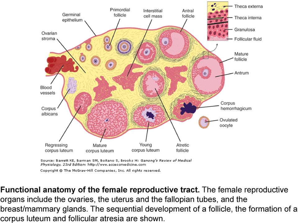 the fallopian tubes, and the breast/mammary glands.
